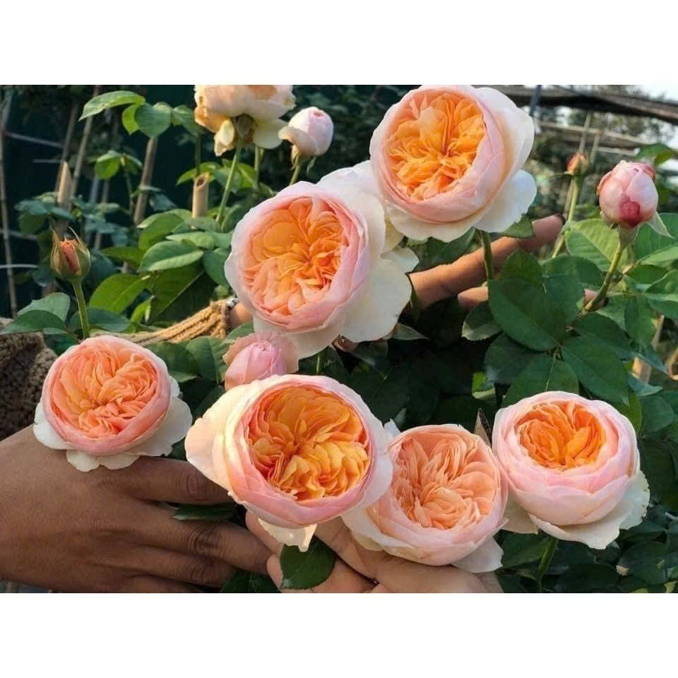 Combo 5 ชิ้น สวยสุดฟิน Million Dollar Juliet roses-Hangoaimelinh