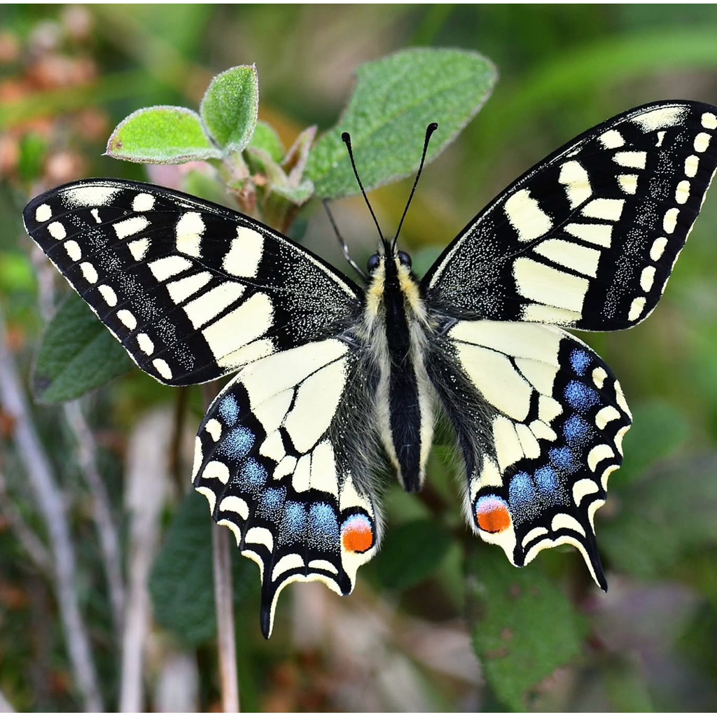 Papilio machaon specimen ผีเสื้อหยาบ - specimen