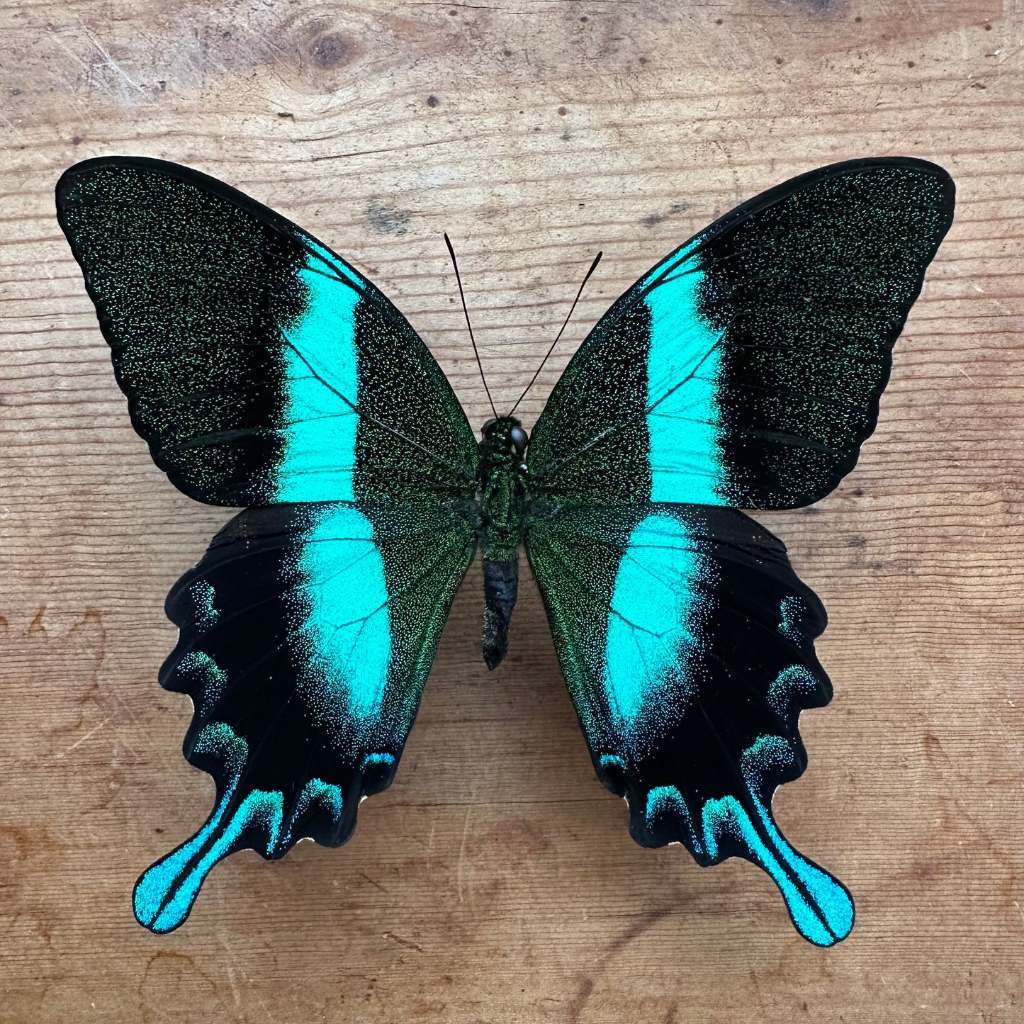 Papilio blemei specimen ผีเสื้อ - ตัวอย่างผีเสื้อหยาบ