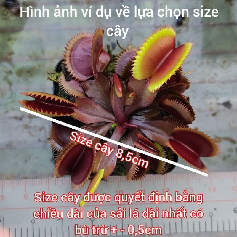 กับดักคลิปออน Venus flytrap B52