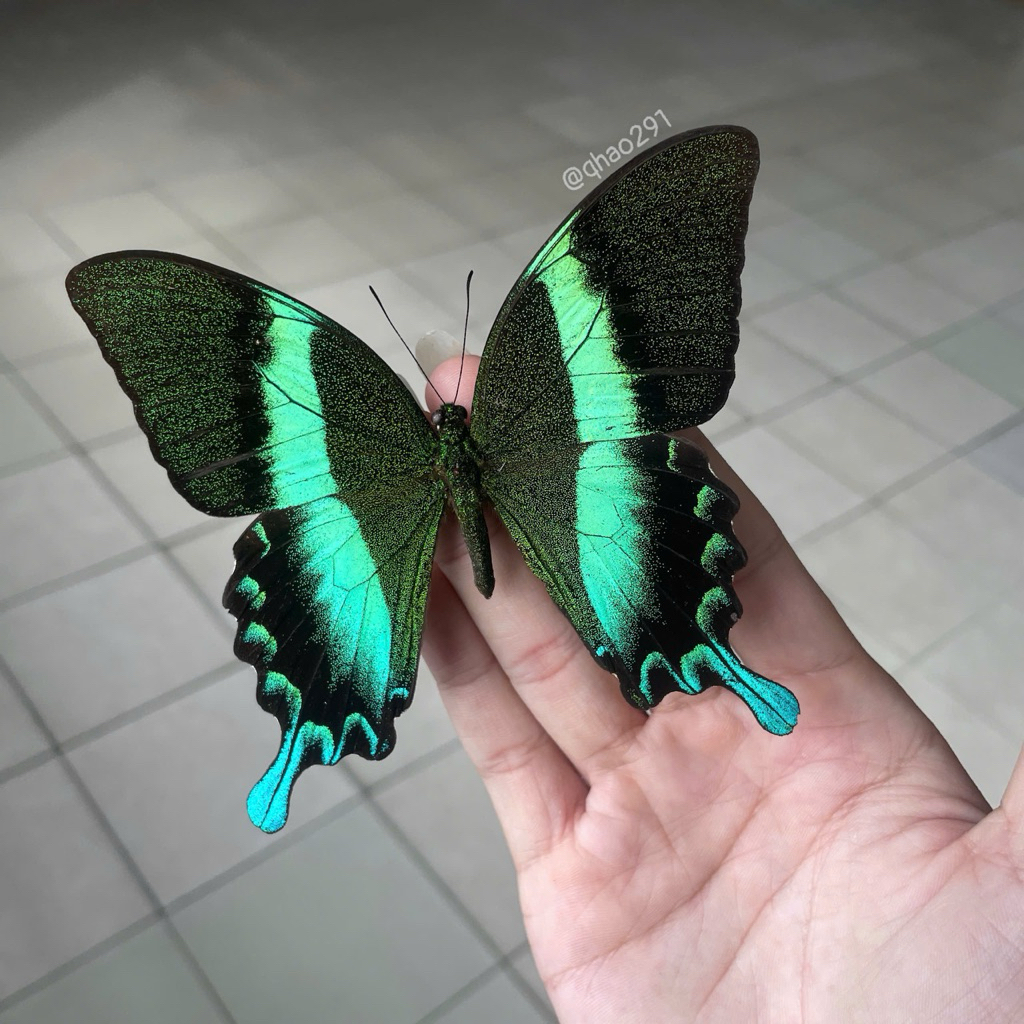 Papilio blemei specimen ผีเสื้อ - ตัวอย่างผีเสื้อหยาบ