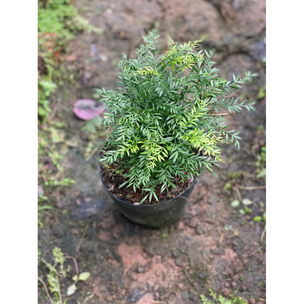 กระถางดําอ่อน C7 Truc Tien - Kim Thuy Thai - Nhuเงินc Garden