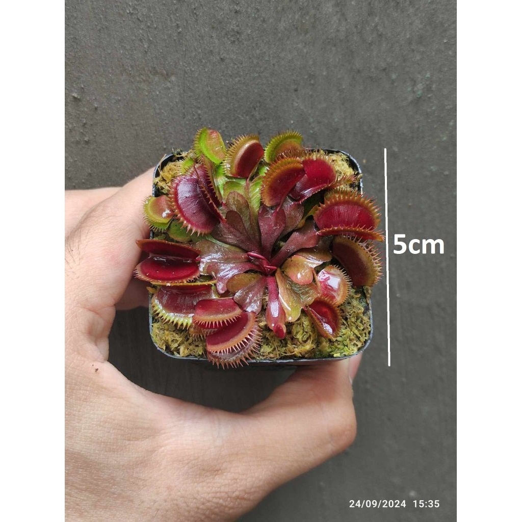 [ รหัส RP ] Venus flytrap กระถางปิรันย่าสีแดง