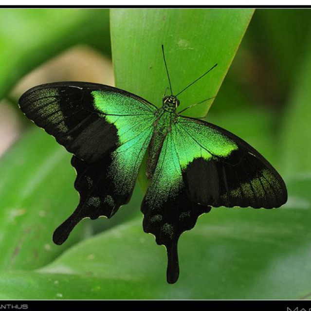 Papilio peranthus specimens - specimen ผีเสื้อหยาบ
