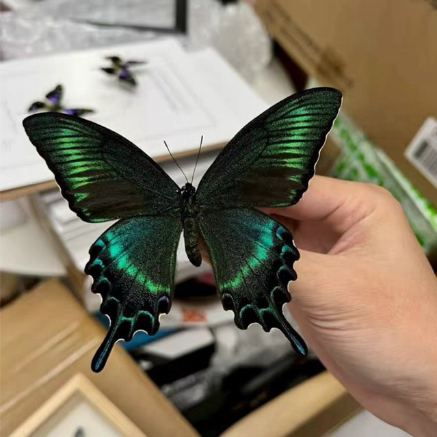 Papilio maackii (summer) specimen - specimen ผีเสื้อหยาบ