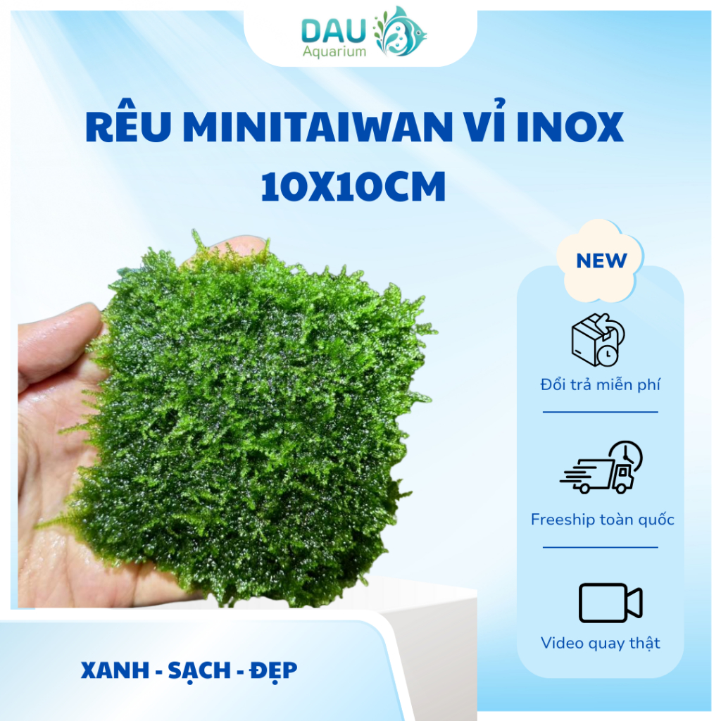 MINI TAIWAN Aquatic Moss ตกแต่ง Driftwood เค้าโครงตู้ปลาสวยมากไม่มี co2