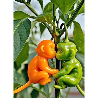2 cây giống ớt khỉ cây con ớt độc lạ