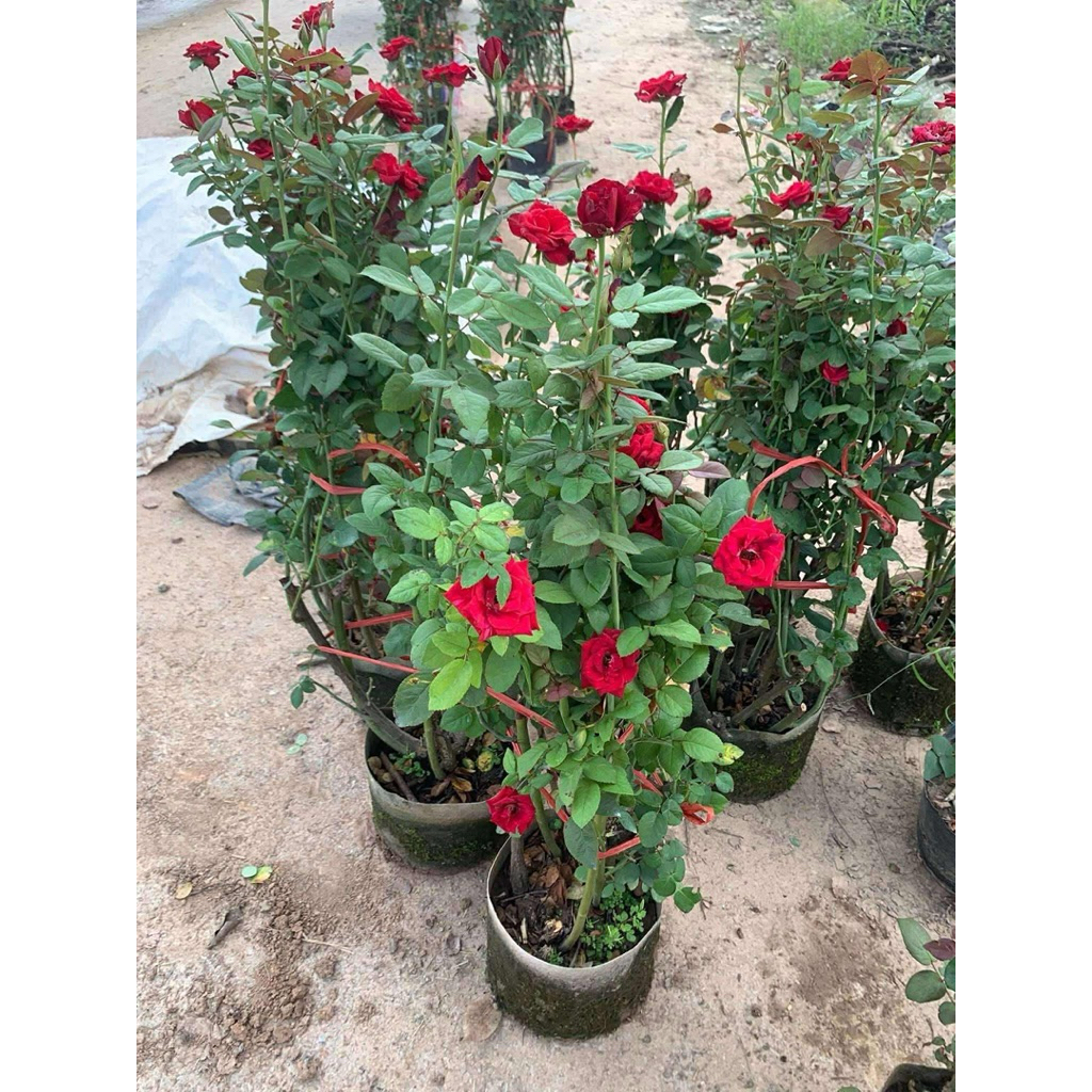 FRENCH RED VELVET ROSE POT, FAT TREE, SO BEAUTIFUL