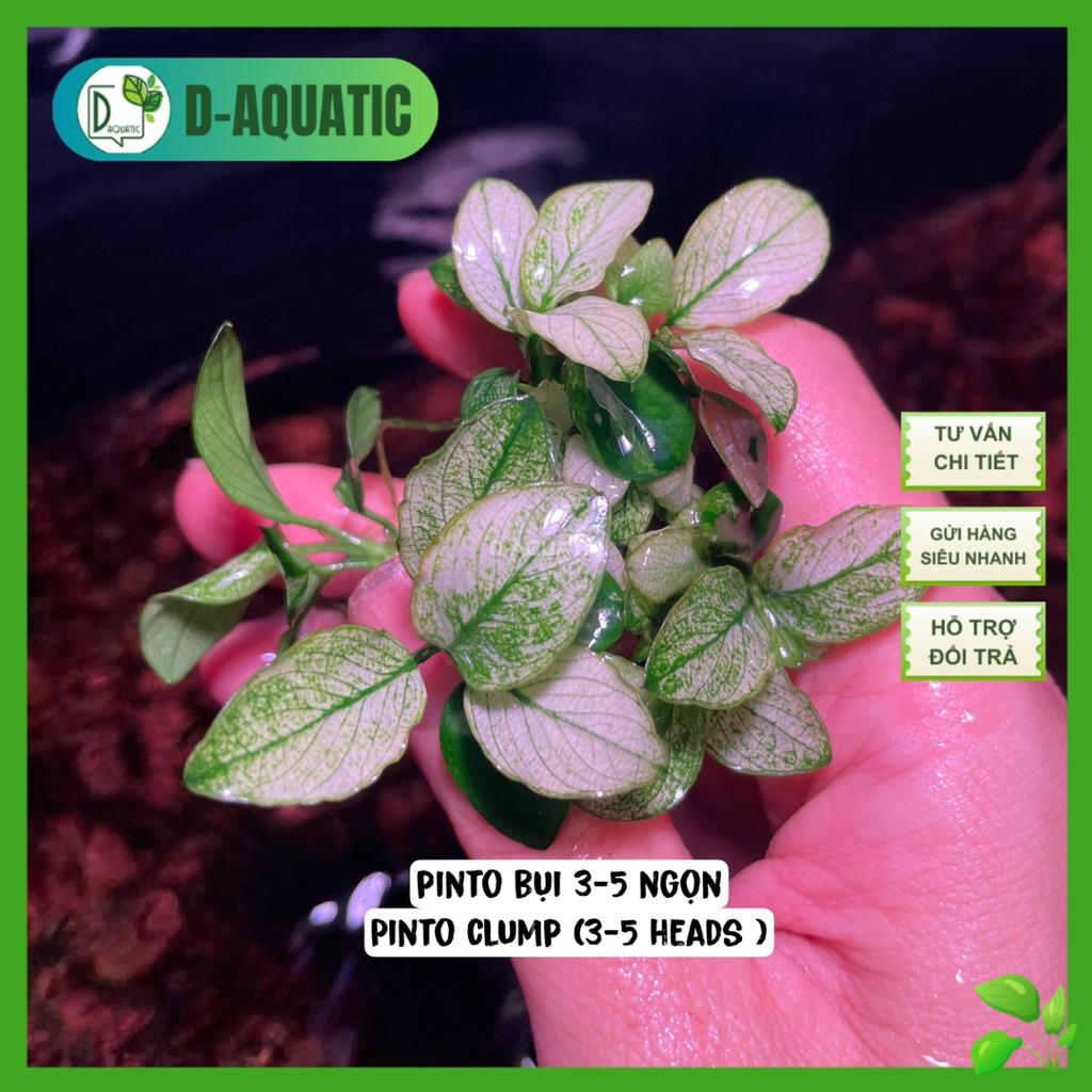 Anubias Pinto - Pinto ฝุ่น 3-5 เสื้อ จุดถังสุดสวย