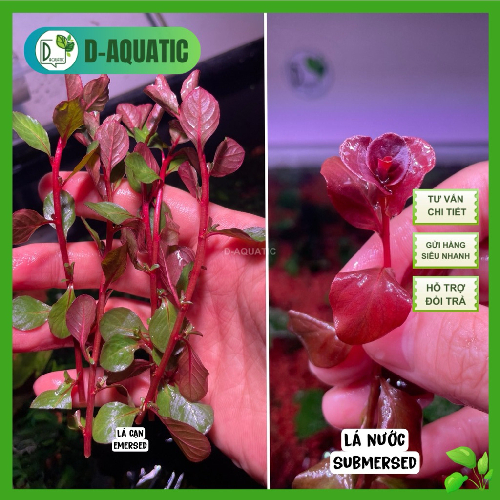 Ludwia Ovalis Pink - พืชน้ําสวยมาก ของหายาก คอมโบ 5 ท็อปใบตื้น