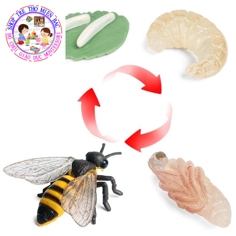 Bee life Cycle model - Bee life Cycle
