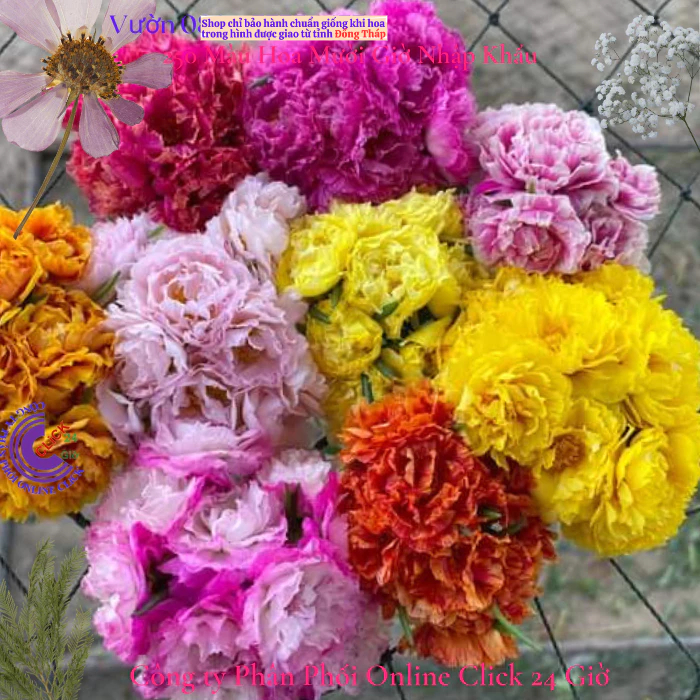 Ten Oclock Flower Combo ตามขอลูกค้า