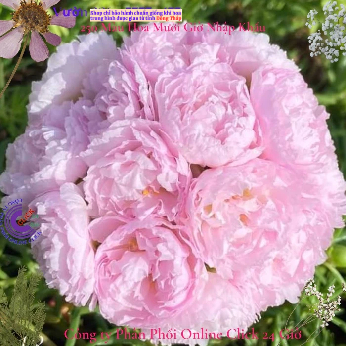 Beautiful Baby Pink Ten นาฬิกา Flower MM Market