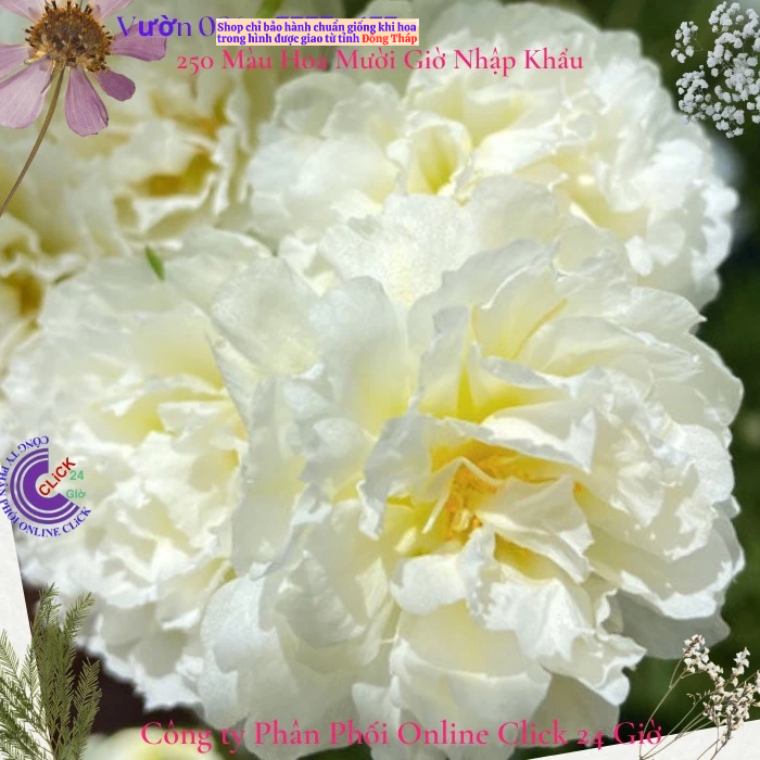 ตลาด Ten Oclock White Mint Flower MiMa