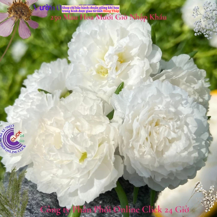 ตลาด Pure White Ten Oclock Flower MiMa