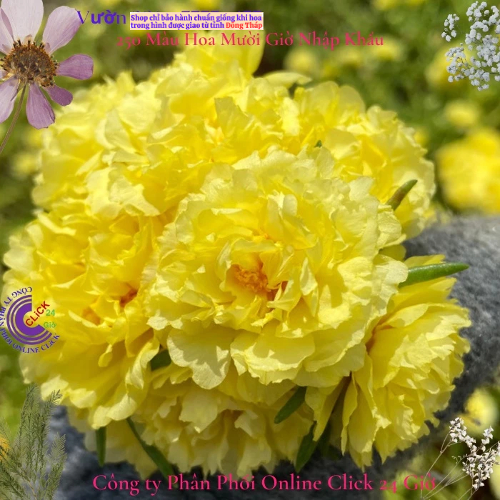 ตลาด Ten Oclock Yellow Lemon Flower MiMa