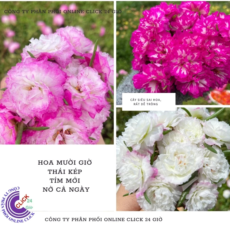 Ten Oclock Flower 500g Combo 5 ชนิด Double Petals BLOOM ALL DAY ตลาด MiMa ที่สวยงามเป็นพิเศษ