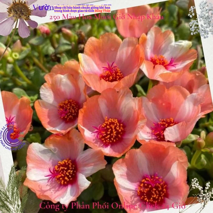 Thai Sam Flower Ten นาฬิกา Sam Single Color No. 139 ใหญ่ สวยแปลก