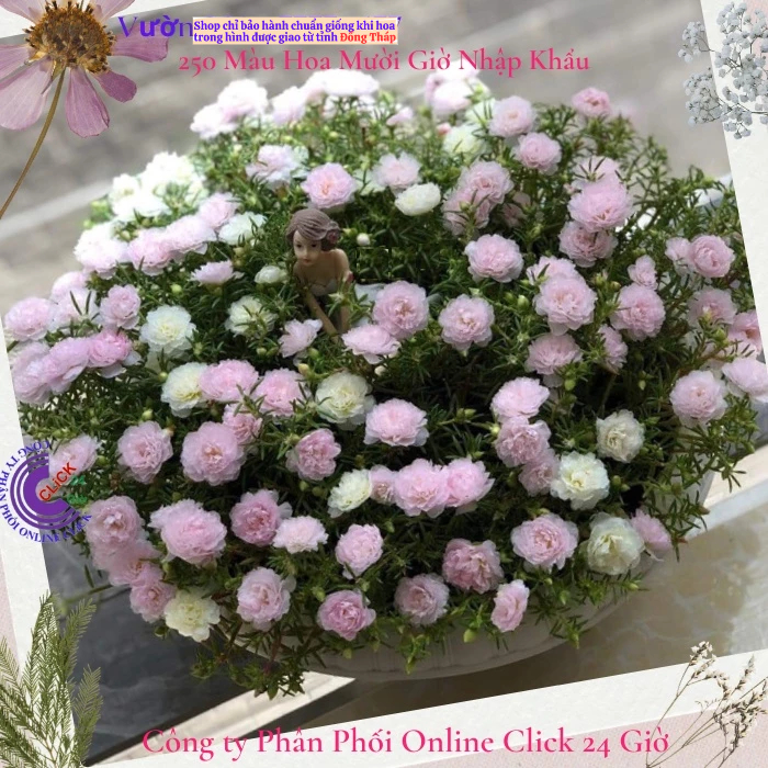 Baby Pink Ten Oclock Flower KiMi Market สวยมาก