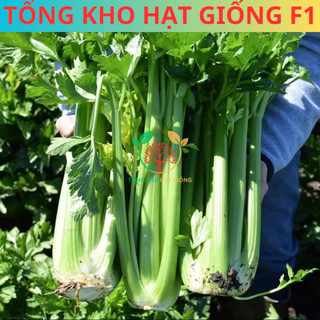 [500 Hạt] Hạt giống cần tây Mỹ (Tặng kèm phân bón)