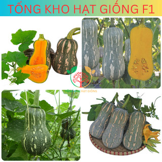 [15 Hạt] Hạt giống bí đỏ hạt đậu, bí đỏ hồ lô (tặng kèm phân)