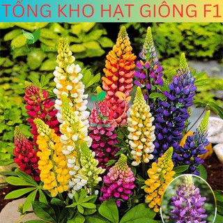 [100 Hạt] Hạt giống hoa đậu Lupin (tặng kèm phân)