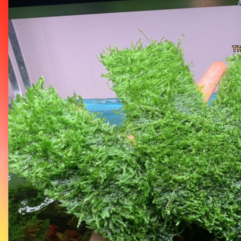 (K) Taiwan moss puffy pack 20x8cm Easy to grow Aquatic Moss - MINI TAIWAN VI 10X10, MOUNTED IN 5CM P