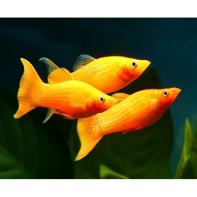 Lifetech AP1000 ปั๊มน้ํา 6.5W Flow: 400 L/H - AP1000 ปั๊มจุ่มสําหรับพิพิธภัณฑ์สัตว์น้ําผักไฮโดรโปนิก