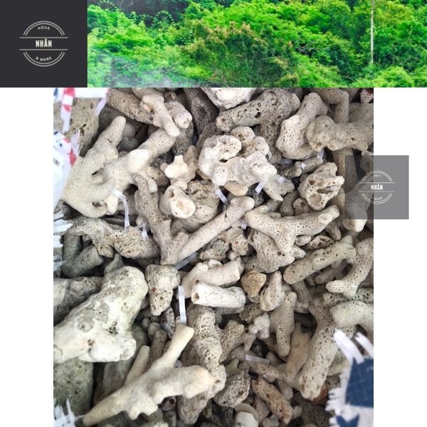 1KG คอรัลฝอยสําหรับน้ําตู้ปลาช่วยเพิ่ม PH - แกน Aqua - จัดส่งรวดเร็วสุดๆ (LA)