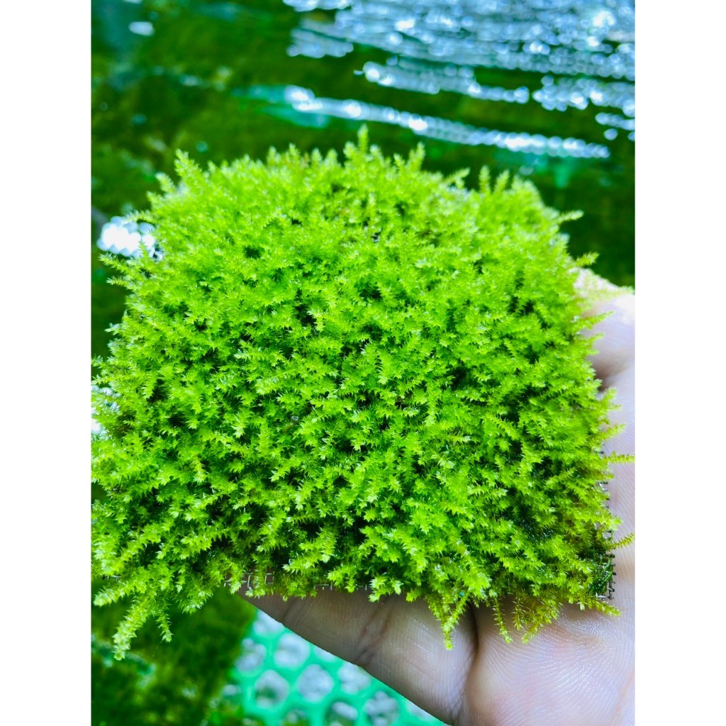 MINI TAIWAN Aquatic Moss 10x10cm ตกแต่ง Driftwood เค้าโครงตู้ปลาสวยมากไม่มี co2(KH)